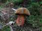 Céklatinóru (Neoboletus xanthopus), Budai-hegység